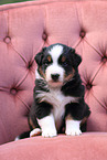 Australian Shepherd Puppy