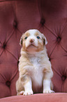 Australian Shepherd Puppy