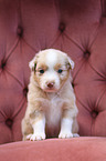 Australian Shepherd Puppy