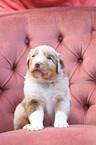 Australian Shepherd Puppy