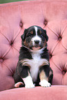 Australian Shepherd Puppy