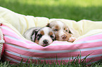 Australian Shepherd Puppies