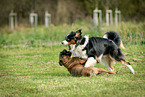 playing dogs