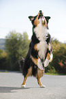 Australian Shepherd catches treat