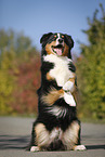 begging Australian Shepherd