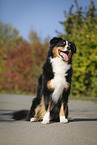 sitting Australian Shepherd