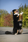 begging Australian Shepherd