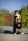 begging Australian Shepherd