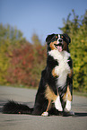 begging Australian Shepherd