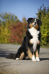 sitting Australian Shepherd
