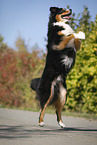 jumping Australian Shepherd