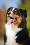 Australian Shepherd Portrait