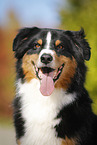 Australian Shepherd Portrait