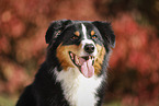 Australian Shepherd Portrait