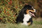 lying Australian Shepherd