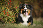 lying Australian Shepherd