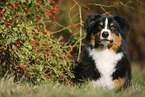 lying Australian Shepherd