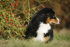 lying Australian Shepherd