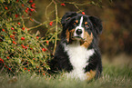 lying Australian Shepherd