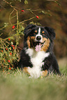 lying Australian Shepherd