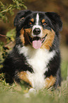 lying Australian Shepherd