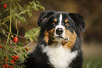 Australian Shepherd Portrait