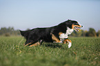 running Australian Shepherd