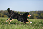 running Australian Shepherd