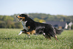 running Australian Shepherd