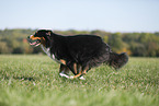 running Australian Shepherd