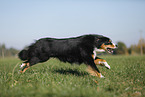 running Australian Shepherd