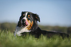 lying Australian Shepherd