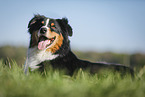 lying Australian Shepherd