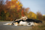 tricolor and red-merle Australian Shepherd