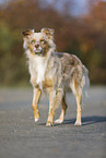 standing Australian Shepherd