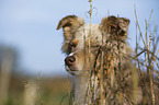Australian Shepherd Portrait