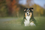 lying Australian Shepherd