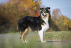 standing Australian Shepherd