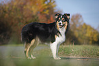 standing Australian Shepherd