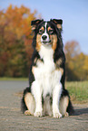 sitting Australian Shepherd