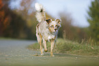 trotting Australian Shepherd