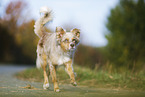 trotting Australian Shepherd