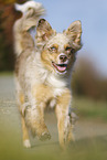 running Australian Shepherd