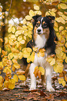 standing Australian Shepherd