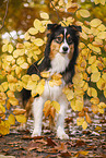 standing Australian Shepherd
