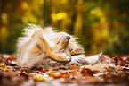 lying Australian Shepherd