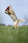 Australian Shepherd plays frisbee