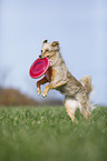 Australian Shepherd plays frisbee