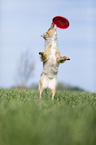 Australian Shepherd plays frisbee