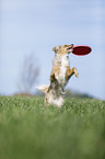 Australian Shepherd plays frisbee